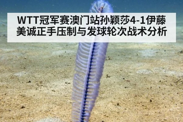 WTT冠军赛澳门站孙颖莎4-1伊藤美诚正手压制与发球轮次战术分析